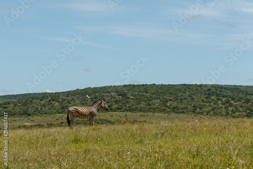 Zebra standing in the field