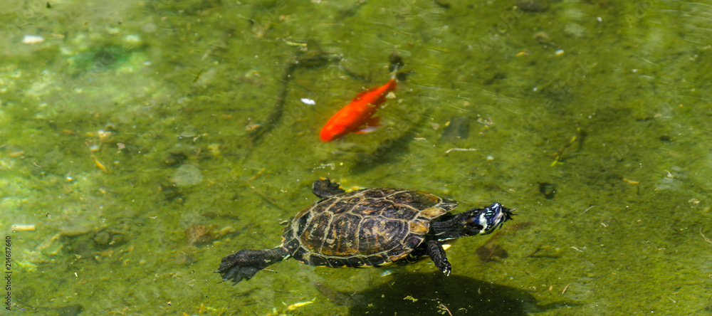 Obraz premium water turtle in a dirty pond in a city park, wild animal living in an aquatic environment