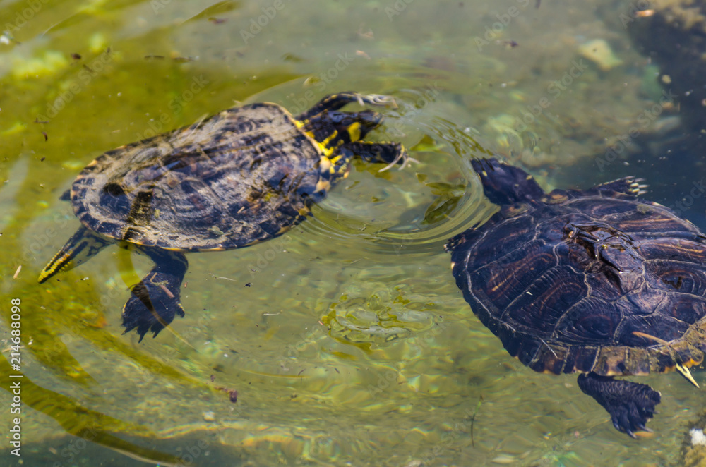 water turtle in a dirty pond in a city park, wild animal living in an aquatic environment water turtle in a dirty pond in a city park, wild animal living in an aquatic environment