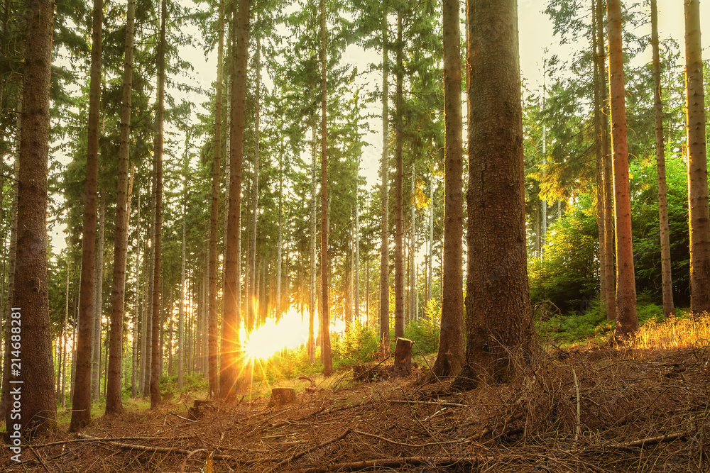 Peaceful or tranquil nature scene, forest or woods with sunset sun Stock  Photo | Adobe Stock