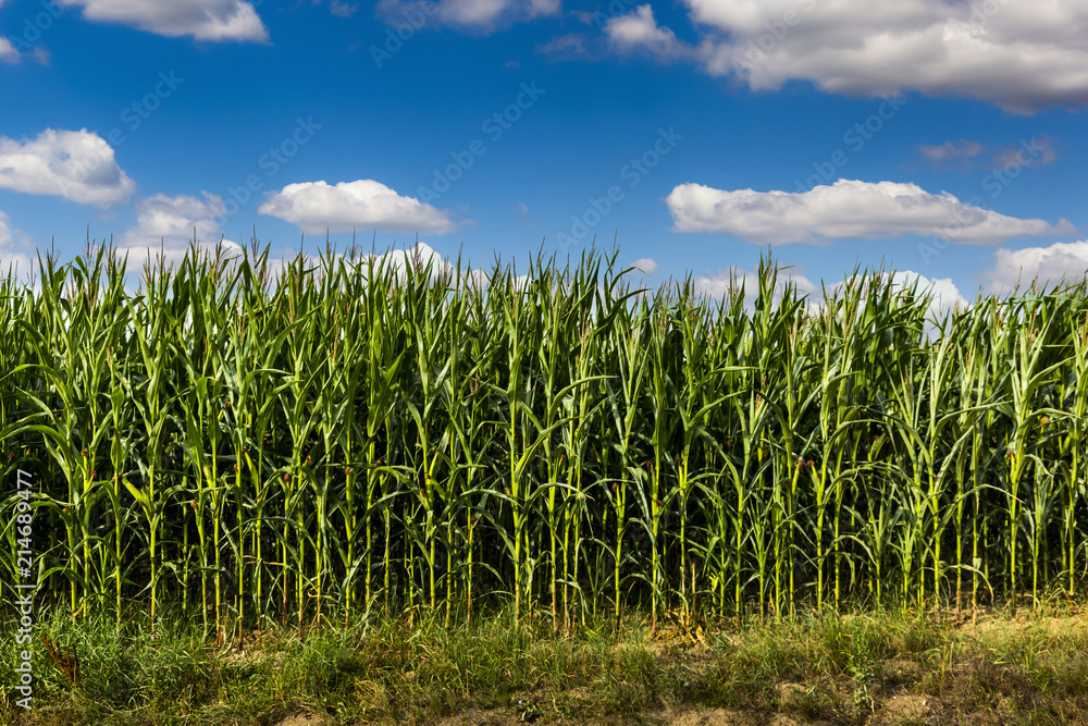 Obraz premium Green corn field at summer evening.