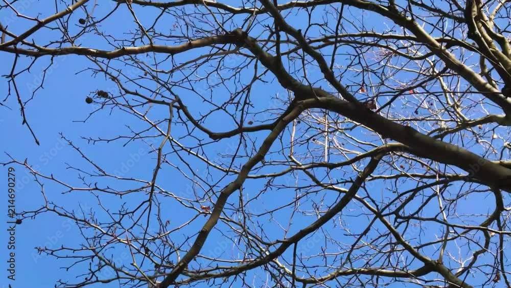 A tracking shot of tree branches, taken from the ground A tracking shot of tree branches, taken from the ground