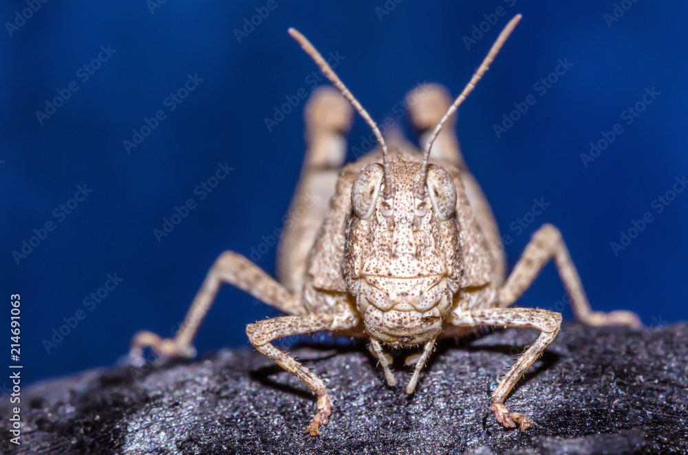 Macro shot of a brown grasshopper sitting on a piece of wood. Selective focus on the head and the eyes Macro shot of a brown grasshopper sitting on a piece of wood. Selective focus on the head and the eyes