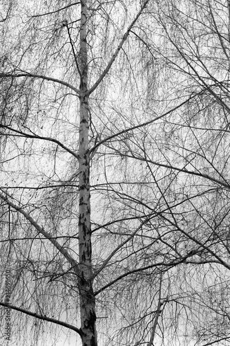 Black and white image of a silver birch tree in winter 