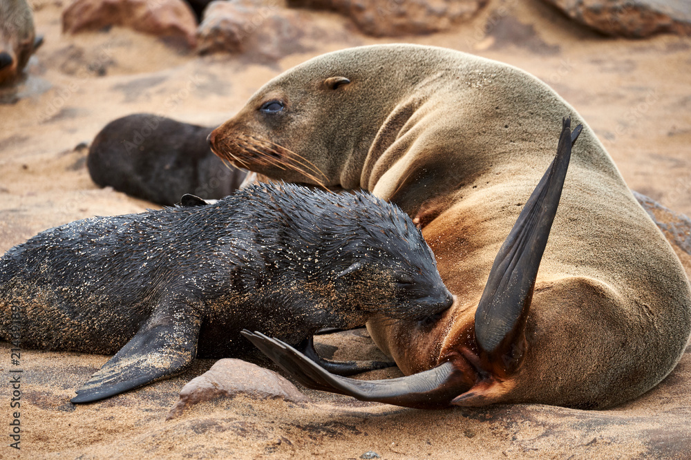 Fototapeta premium Female fur seal nursing her puppy