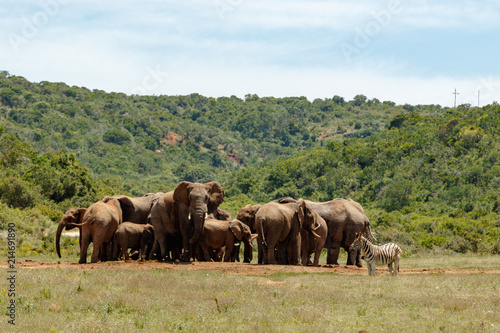 Elephants bunching together