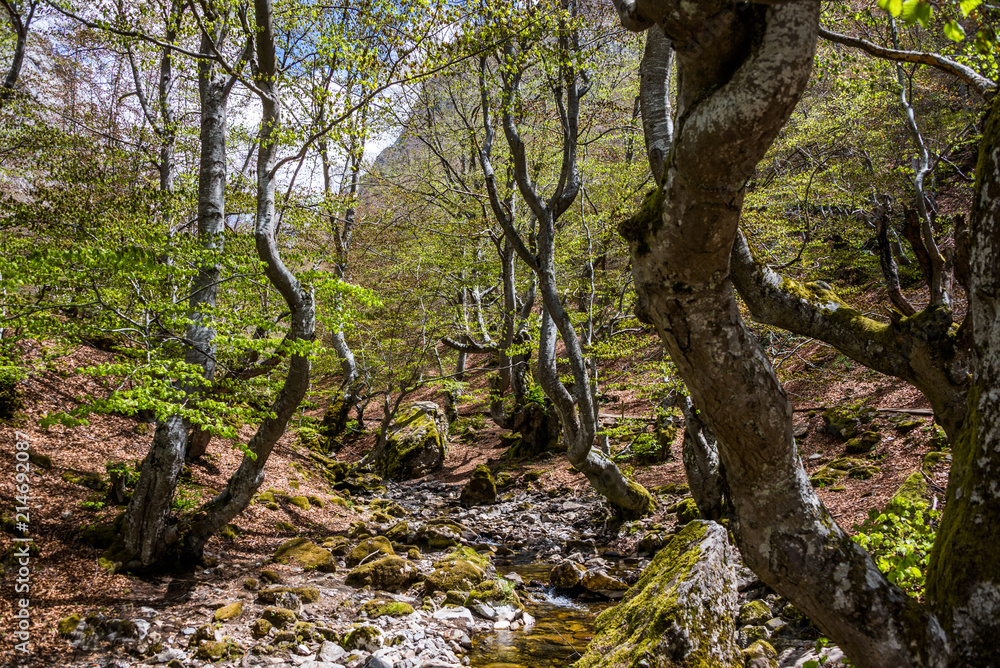Fototapeta premium Small river in autumn beech forest. 
