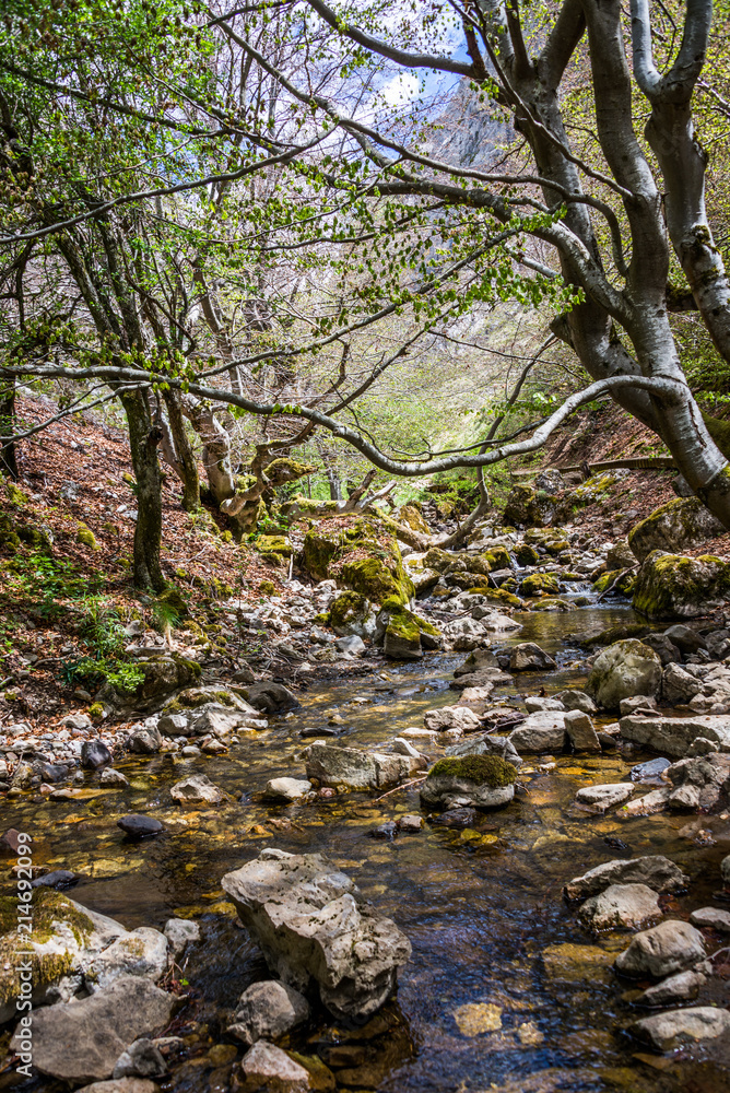 Small river in autumn beech forest.
Small river in autumn beech forest.