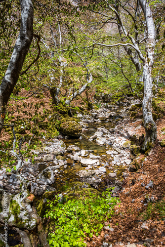 Small river in autumn beech forest.  