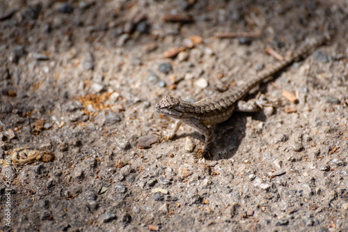 Small brown lizard on a rocky surface.