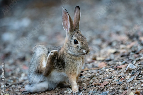 Wild rabbit scratching with its back leg.