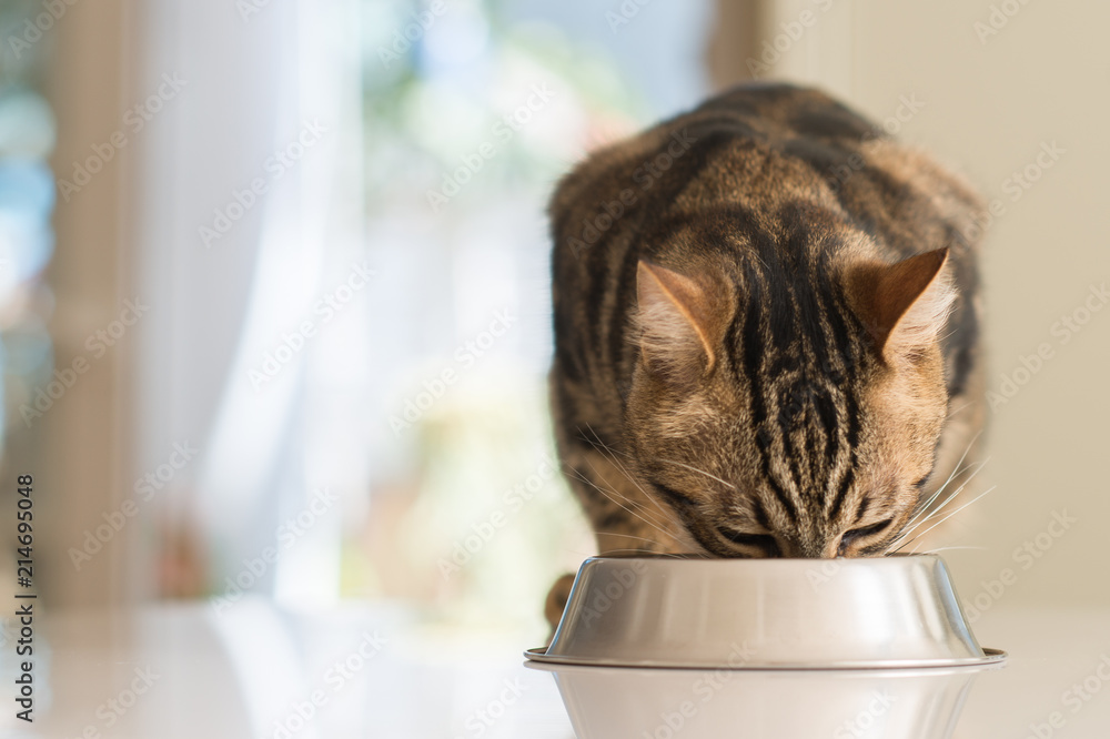 Obraz premium Beautiful feline cat eating on a metal bowl. Cute domestic animal.