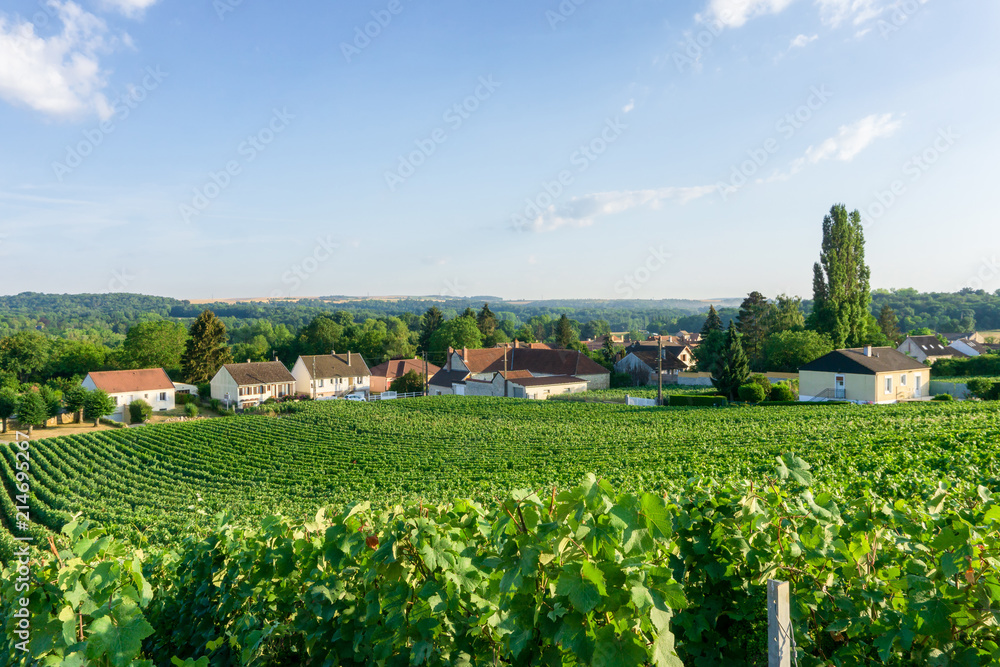 Row vine grape in champagne vineyards at montagne de reims countryside village background, France