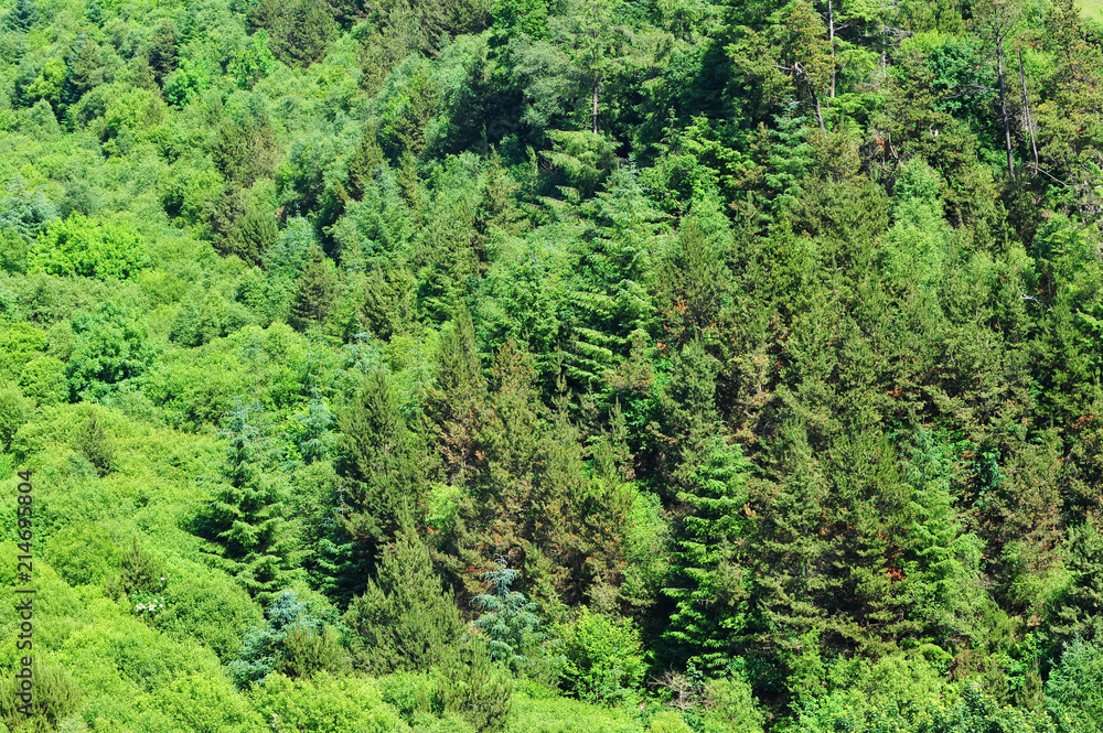 Simple scene of bright, verdant trees Simple scene of bright, verdant trees