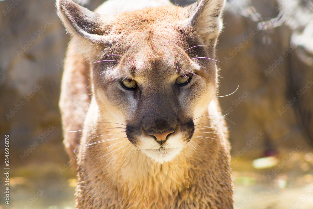 Naklejka premium Close up of mountain lion coming out of water walking straight ahead