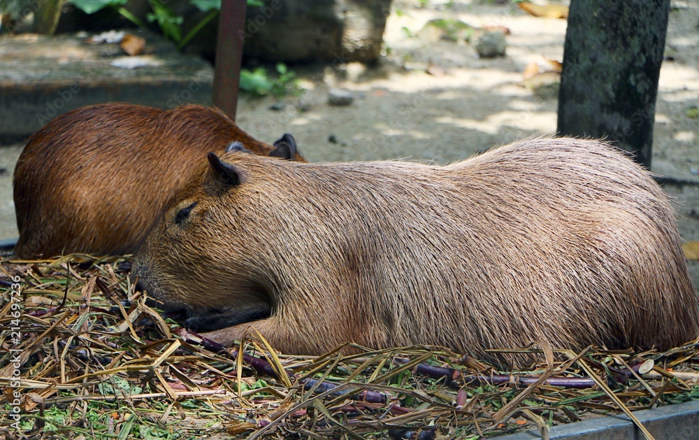 Capybara (Hydrochoerus hydrochaeris) is a mammal native to South America.  It is the largest living rodent in the world. Stock Photo | Adobe Stock