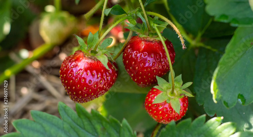 Red ripe strawberries on a bush.