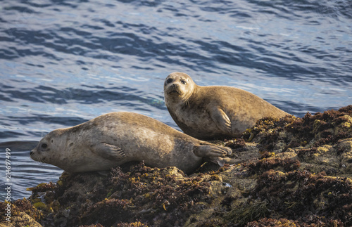 Seals on the Rocks - Harbor seals on the water's edge.