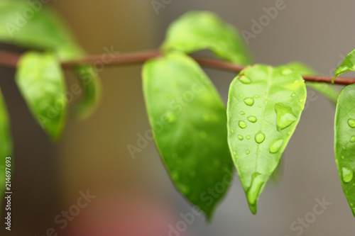 selective focus on green leaf of plant blury background,concept for use as screen saver