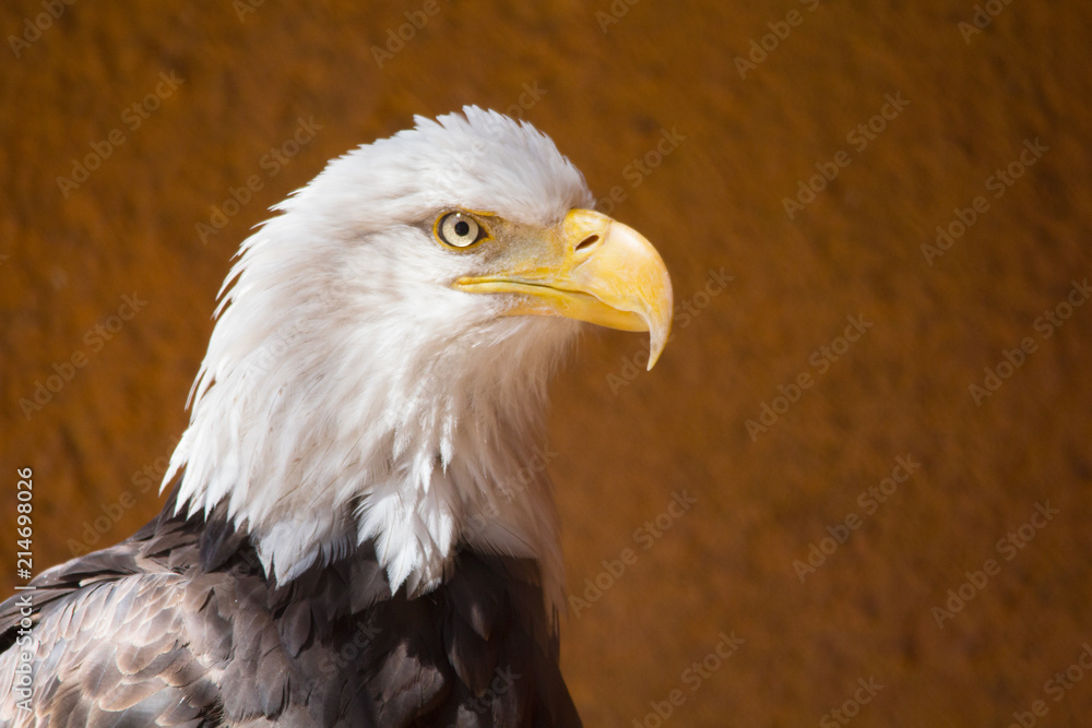Obraz premium Closeup of American Bald Eagle bird outdoor. Haliaeetus leucocephalus. Brown with white head. Bird of prey found in North America. 