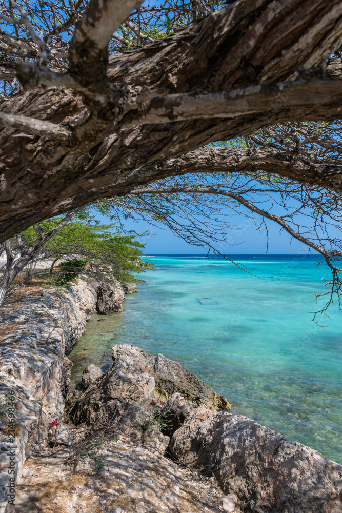 Aruba- acacia tree overhanging coral coast of lagoon Aruba- acacia tree overhanging coral coast of lagoon