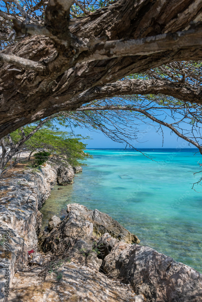 Aruba- acacia tree overhanging coral coast of lagoon Aruba- acacia tree overhanging coral coast of lagoon