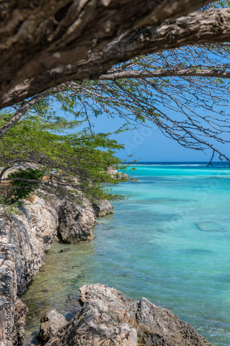 Aruba- acacia tree overhanging coral coast of lagoon