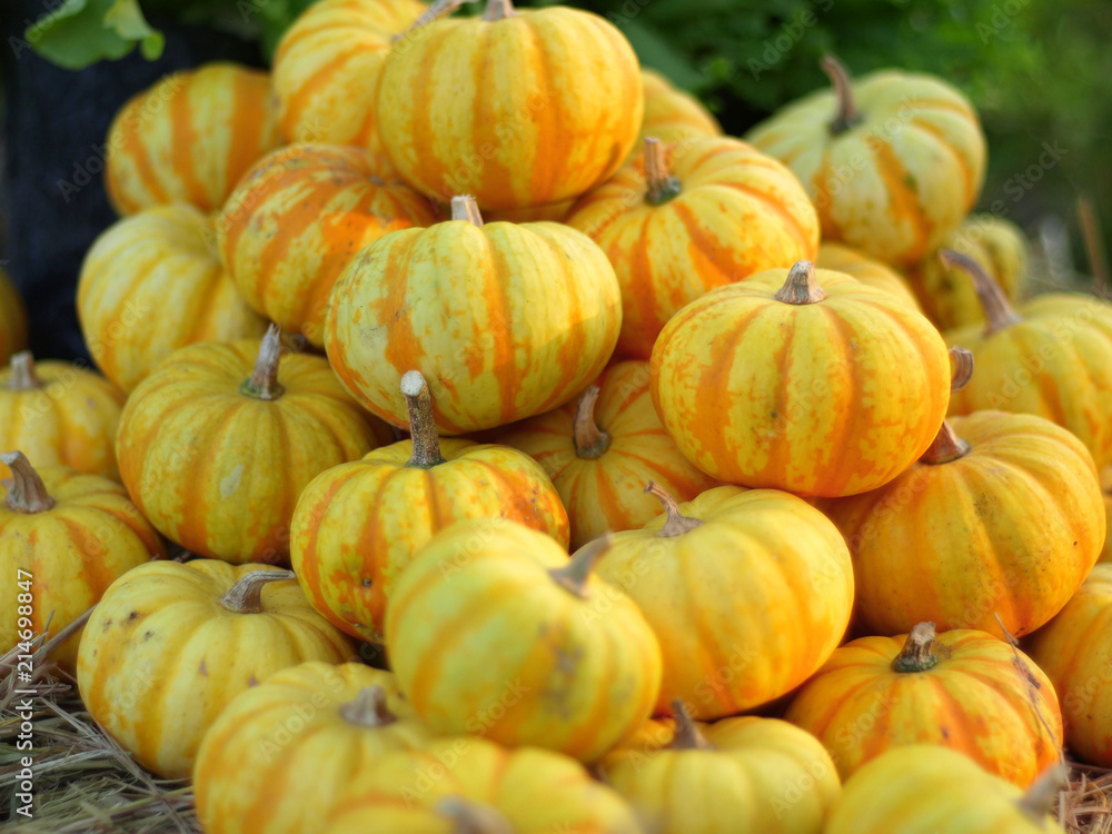 Pile of ornamental pumpkins at the farm for autumn holidays.