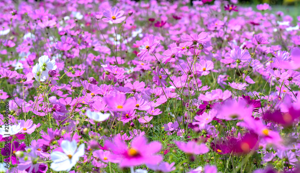 Cosmos bipinnatus flowers shine in the flower garden with colorful shimmering bonsai and beautiful. This flower is like stars sparkling in the sky Cosmos bipinnatus flowers shine in the flower garden with colorful shimmering bonsai and beautiful. This flower is like stars sparkling in the sky