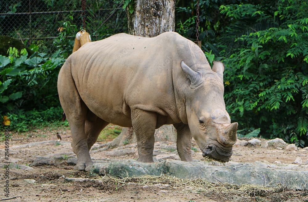 Fototapeta premium White rhinoceros or square-lipped rhinoceros (Ceratotherium simum) is the largest extant species of rhinoceros.