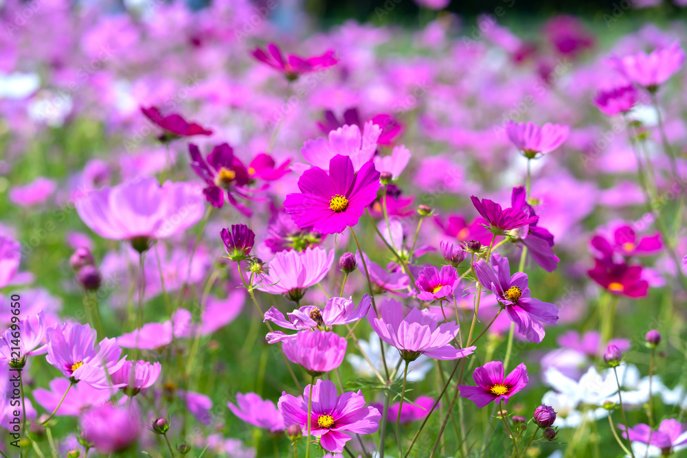 Fototapeta premium Cosmos bipinnatus flowers shine in the flower garden with colorful shimmering bonsai and beautiful. This flower is like stars sparkling in the sky