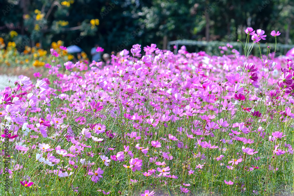 Cosmos bipinnatus flowers shine in the flower garden with colorful shimmering bonsai and beautiful. This flower is like stars sparkling in the sky Cosmos bipinnatus flowers shine in the flower garden with colorful shimmering bonsai and beautiful. This flower is like stars sparkling in the sky