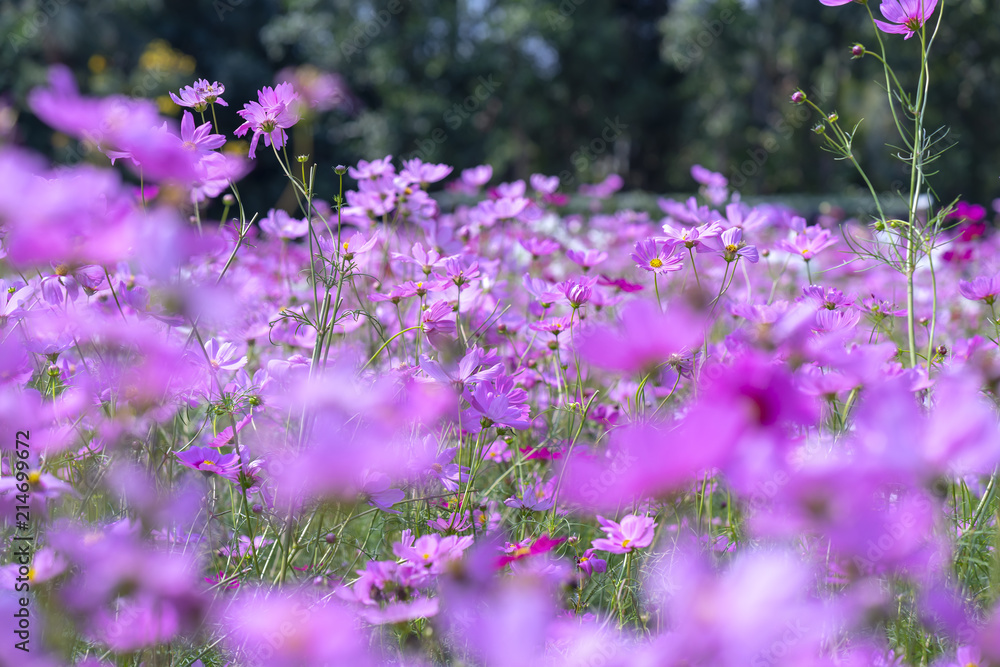 Cosmos bipinnatus flowers shine in the flower garden with colorful ...