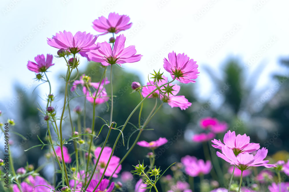 Cosmos bipinnatus flowers shine in the flower garden with colorful shimmering bonsai and beautiful. This flower is like stars sparkling in the sky Cosmos bipinnatus flowers shine in the flower garden with colorful shimmering bonsai and beautiful. This flower is like stars sparkling in the sky