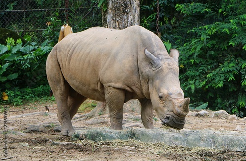 White rhinoceros or square-lipped rhinoceros  Ceratotherium simum  is the largest extant species of rhinoceros.