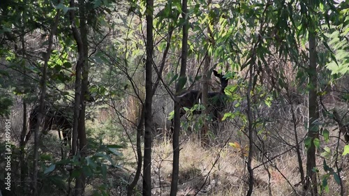 Two small springbocks between the trees