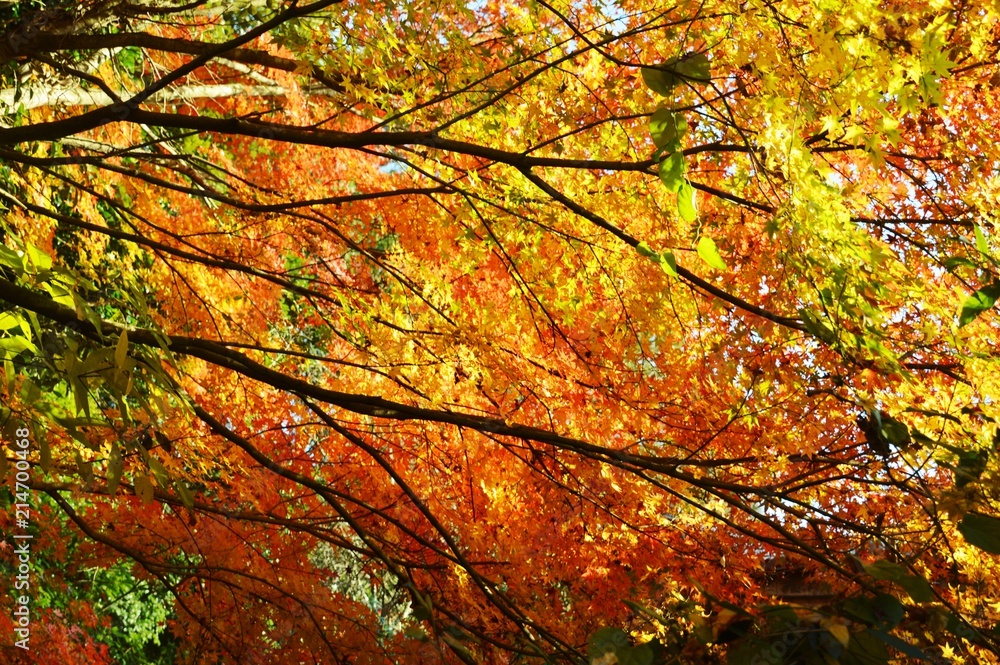 Autumn leaf season / Sesonal background