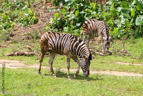 Zebras are several species of African equids united by their distinctive black and white striped coats.
