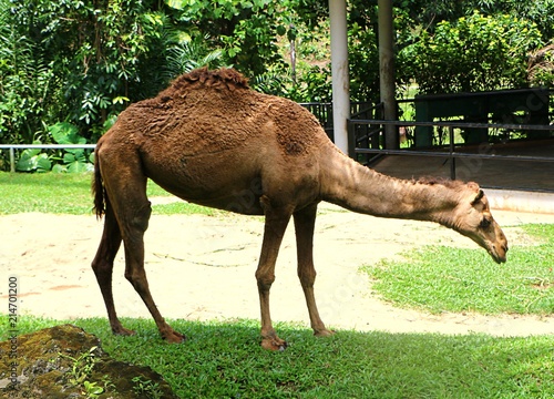 Camel is an even-toed ungulate in the genus Camelus that bears distinctive fatty deposits known as "humps" on its back. © noraismail