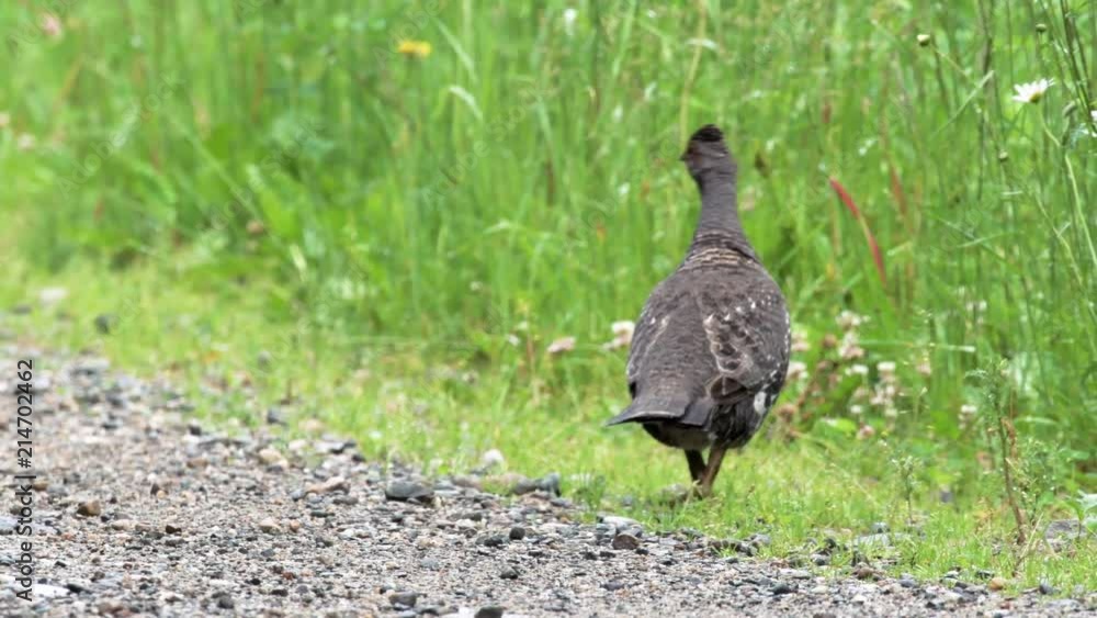 Close up of female dusky grouse in the Canadian Rocky Mountains, British Columbia Close up of female dusky grouse in the Canadian Rocky Mountains, British Columbia