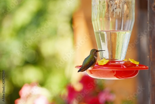 Fényképezés Hummingbird perched on feeder with blurred background