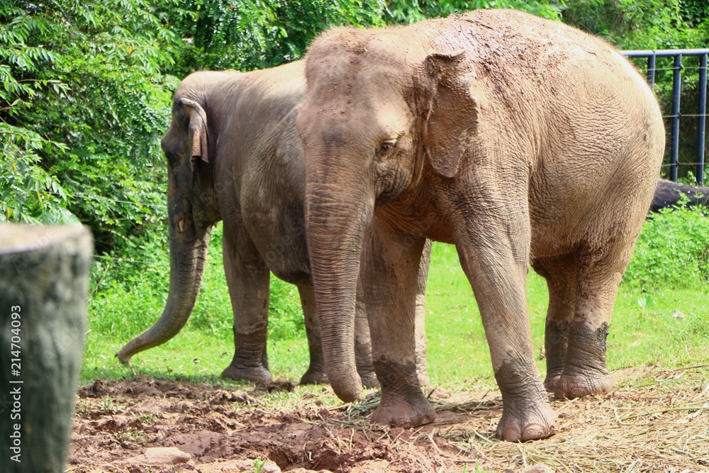 Elephants are large mammals of the family Elephantidae.