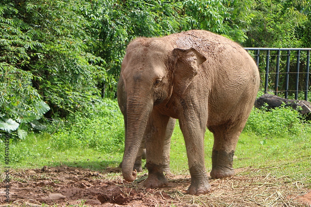 Elephants are large mammals of the family Elephantidae.