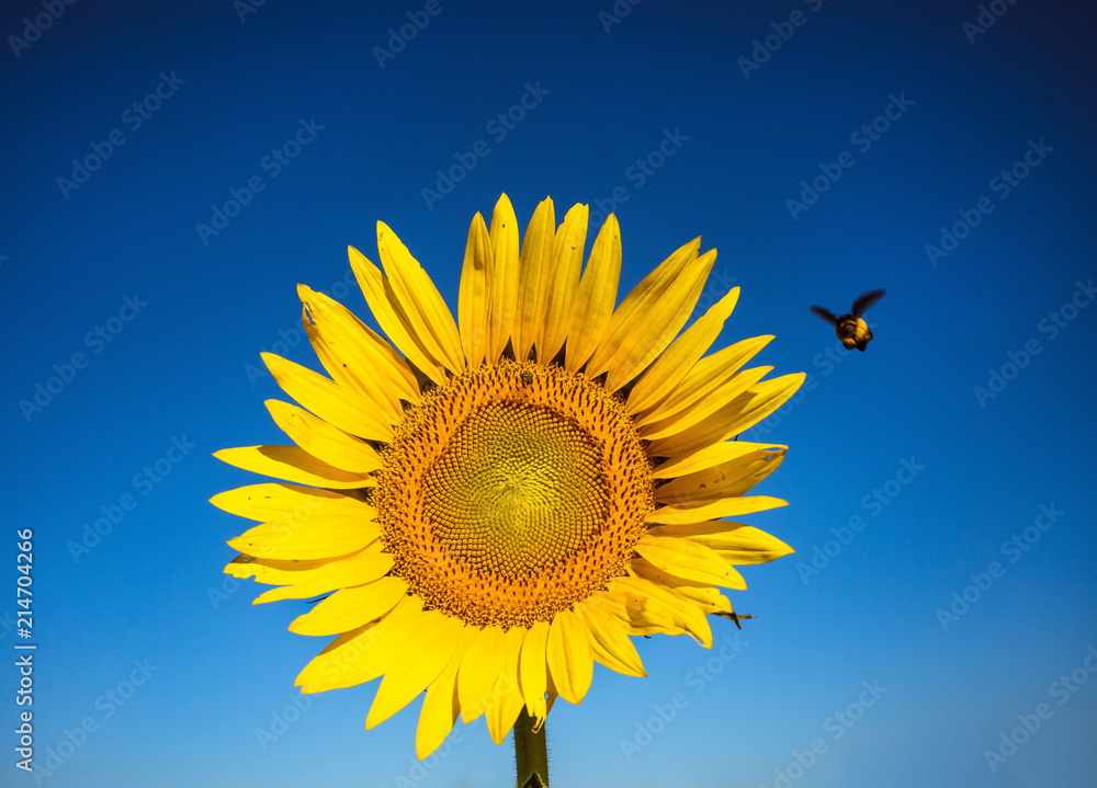 Sunflower & Bee Sunflower & Bee