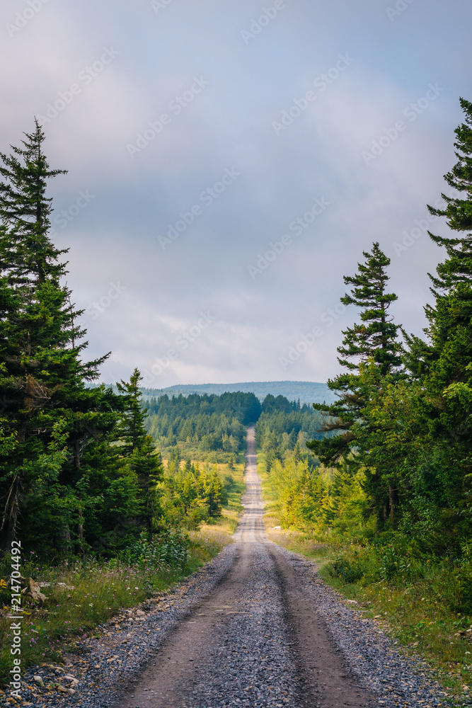A dirt road and pine trees in Dolly Sods Wilderness, Monongahela National Forest, West Virginia.