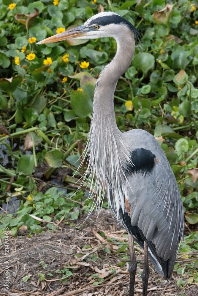 Fototapeta premium La Chua blue heron