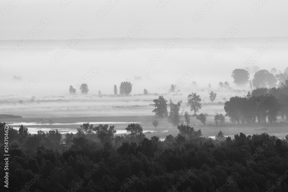 Mystic view on forest under haze at early morning in grayscale. Mist among tree silhouettes near water under predawn sky. Monochrome calm morning atmospheric minimalistic landscape of majestic nature.