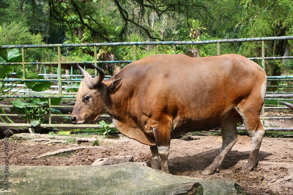 Banteng (Bos javanicus), also known as tembadau, is a species of wild cattle found in Southeast Asia.