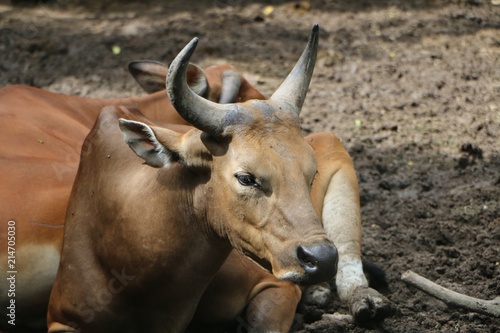 Banteng (Bos javanicus), also known as tembadau, is a species of wild cattle found in Southeast Asia.