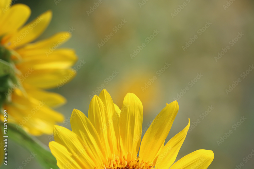 Fototapeta premium ヒマワリの花びら